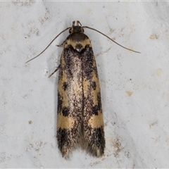 Diaphanta chryseres (Black and yellow Barea) at Melba, ACT - 5 Nov 2024 by kasiaaus