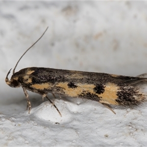 Diaphanta chryseres at Melba, ACT - 5 Nov 2024 11:21 PM