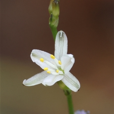 Caesia parviflora var. parviflora (A Grass-lily) at Moruya, NSW - 7 Nov 2024 by LisaH