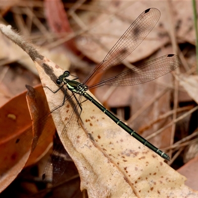 Austroargiolestes icteromelas (Common Flatwing) at Moruya, NSW - 7 Nov 2024 by LisaH