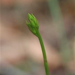 Cryptostylis sp. at Moruya, NSW - 7 Nov 2024 by LisaH