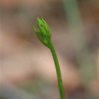 Cryptostylis sp. at Moruya, NSW - 7 Nov 2024 by LisaH