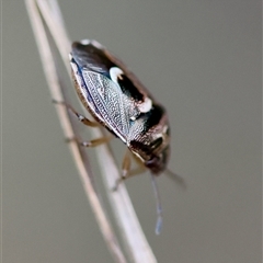 Cermatulus nasalis at Moruya, NSW - suppressed