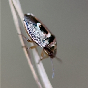 Cermatulus nasalis at Moruya, NSW - suppressed