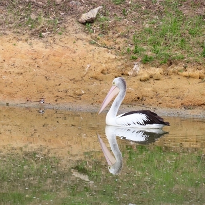 Pelecanus conspicillatus (Australian Pelican) at Goolwa, SA - 28 Oct 2024 by MB