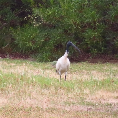 Threskiornis molucca (Australian White Ibis) at Goolwa, SA - 28 Oct 2024 by MB