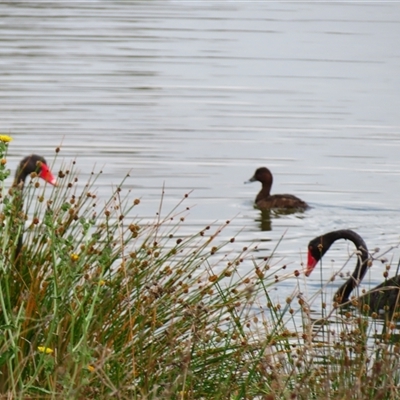 Cygnus atratus (Black Swan) at Goolwa, SA - 29 Oct 2024 by MB