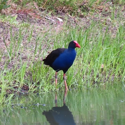 Porphyrio melanotus (Australasian Swamphen) at Goolwa, SA - 29 Oct 2024 by MB