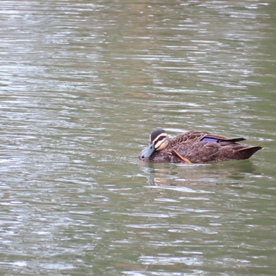 Anas superciliosa (Pacific Black Duck) at Goolwa, SA - 29 Oct 2024 by MB