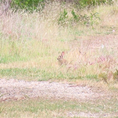 Oryctolagus cuniculus (European Rabbit) at Goolwa, SA - 28 Oct 2024 by MB