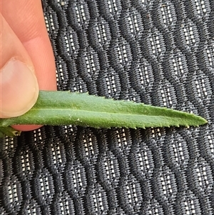 Leucanthemum x superbum at Greenway, ACT - 8 Nov 2024