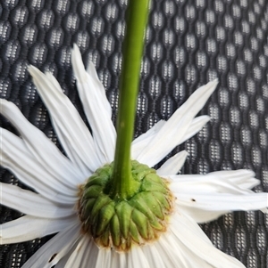 Leucanthemum x superbum at Greenway, ACT - 8 Nov 2024 07:11 AM