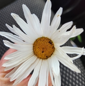 Leucanthemum x superbum at Greenway, ACT - 8 Nov 2024