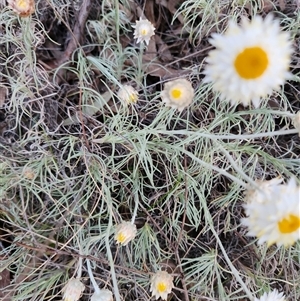 Leucochrysum albicans subsp. tricolor at Latham, ACT - suppressed