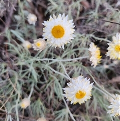 Leucochrysum albicans subsp. tricolor at Latham, ACT - suppressed