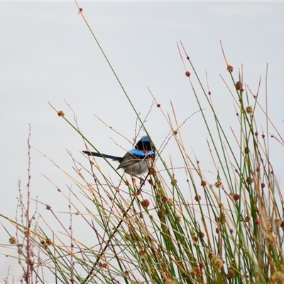 Malurus cyaneus (Superb Fairywren) at Goolwa, SA - 29 Oct 2024 by MB