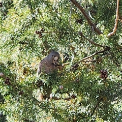 Callocephalon fimbriatum (Gang-gang Cockatoo) at Forrest, ACT - 9 Oct 2024 by Birdm