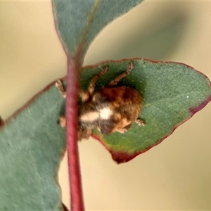 Gonipterus sp. (genus) at Aranda, ACT - 7 Nov 2024