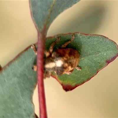 Gonipterus sp. (genus) (Eucalyptus Weevil) at Aranda, ACT - 7 Nov 2024 by KMcCue