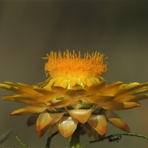 Xerochrysum viscosum at Barton, ACT - 3 Nov 2024 03:59 PM