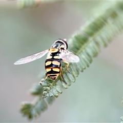 Simosyrphus grandicornis (Common hover fly) at Aranda, ACT - 7 Nov 2024 by KMcCue