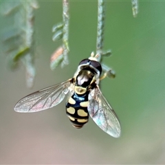 Simosyrphus grandicornis at Aranda, ACT - 7 Nov 2024 02:57 PM