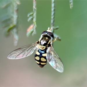 Simosyrphus grandicornis at Aranda, ACT - 7 Nov 2024 02:57 PM