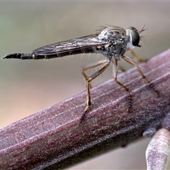 Cerdistus sp. (genus) (Slender Robber Fly) at Aranda, ACT - 7 Nov 2024 by KMcCue