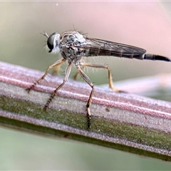 Cerdistus sp. (genus) at Aranda, ACT - 7 Nov 2024