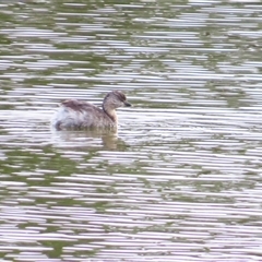 Poliocephalus poliocephalus (Hoary-headed Grebe) at Goolwa, SA - 29 Oct 2024 by MB