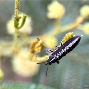 Rhinotia sp. (genus) at Aranda, ACT - 7 Nov 2024