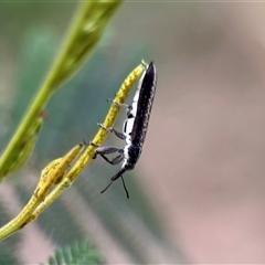 Rhinotia sp. (genus) at Aranda, ACT - 7 Nov 2024