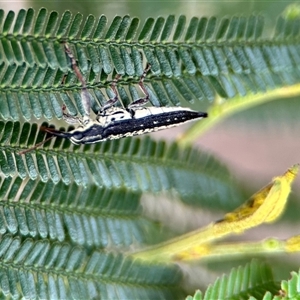 Rhinotia sp. (genus) at Aranda, ACT - 7 Nov 2024