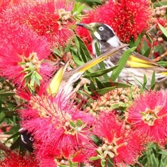 Phylidonyris novaehollandiae (New Holland Honeyeater) at Goolwa, SA - 29 Oct 2024 by MB