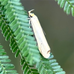 Philobota mathematica group undescribed species. (A concealer moth) at Aranda, ACT - 7 Nov 2024 by KMcCue