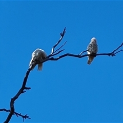 Cacatua sanguinea (Little Corella) at Symonston, ACT - 7 Nov 2024 by Mike