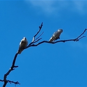 Cacatua sanguinea at Symonston, ACT - 8 Nov 2024