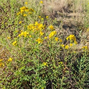 Hypericum perforatum at Jerrabomberra, NSW - 8 Nov 2024