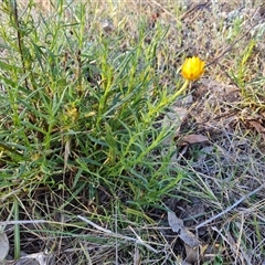 Xerochrysum viscosum (Sticky Everlasting) at Symonston, ACT - 7 Nov 2024 by Mike