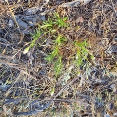 Vittadinia muelleri (Narrow-leafed New Holland Daisy) at Symonston, ACT - 7 Nov 2024 by Mike