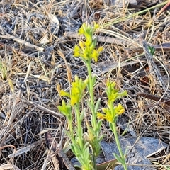 Pimelea curviflora var. sericea at Symonston, ACT - 8 Nov 2024 07:25 AM