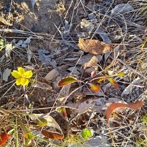 Goodenia hederacea at Symonston, ACT - 8 Nov 2024 07:21 AM