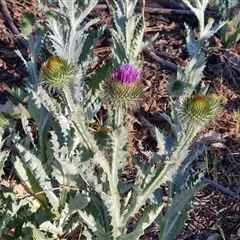 Onopordum acanthium (Scotch Thistle) at Symonston, ACT - 8 Nov 2024 by Mike