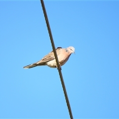 Spilopelia chinensis (Spotted Dove) at Goolwa, SA - 29 Oct 2024 by MB