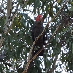 Callocephalon fimbriatum (Gang-gang Cockatoo) at Symonston, ACT - 8 Nov 2024 by Mike