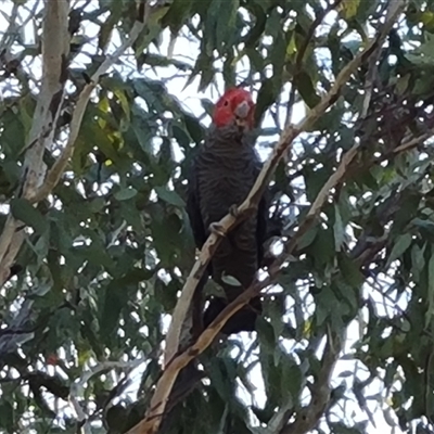 Callocephalon fimbriatum (Gang-gang Cockatoo) at Symonston, ACT - 8 Nov 2024 by Mike