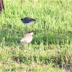 Vanellus miles (Masked Lapwing) at Goolwa, SA - 29 Oct 2024 by MB