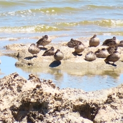 Anas gracilis (Grey Teal) at Coorong, SA - 30 Oct 2024 by MB