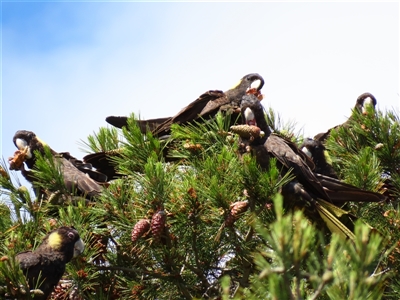 Zanda funerea (Yellow-tailed Black-Cockatoo) at Robe, SA - 30 Oct 2024 by MB