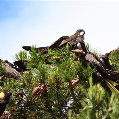 Zanda funerea (Yellow-tailed Black-Cockatoo) at Robe, SA - 30 Oct 2024 by MB